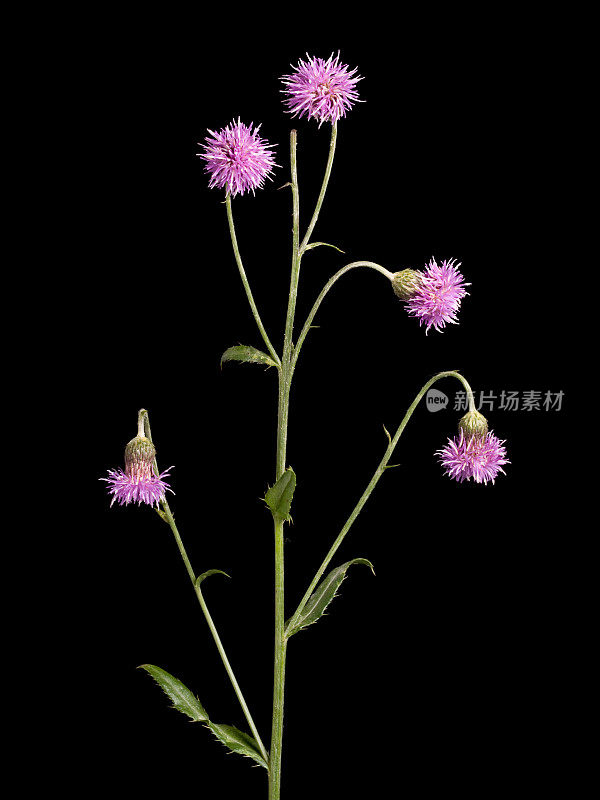 苣苦菜(Cirsium arvense)